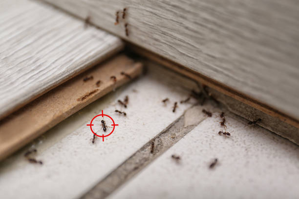 Varnville, SC Pest Control Company